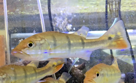 Cichlids For Sale: Temensis Peacock Bass - Cichla Temensis