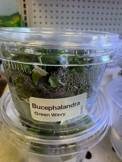 BUCEPHALANDRA WAVY GREEN TC | Pet Zone SD, San Diego