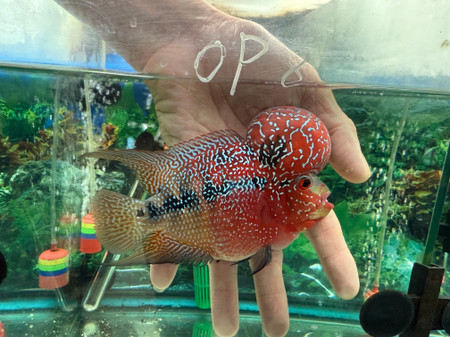 Hybrid Cichlids: ZZ SRD Flowerhorn - OP8