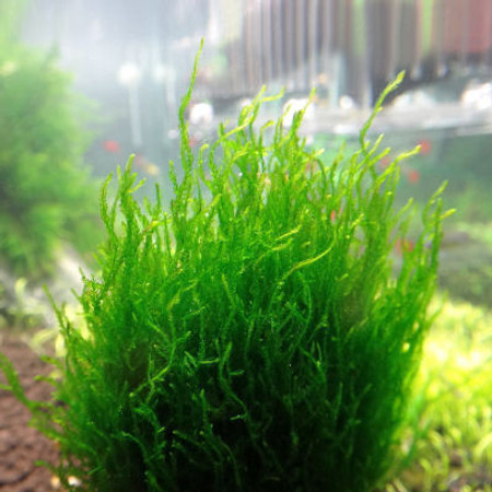TAXIPHYLLUM SP 'FLAME MOSS'
