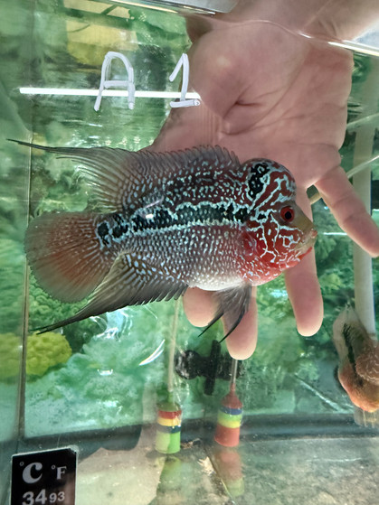 SRD ZZ Flowerhorn A1 SRD ZZ Flowerhorn A1