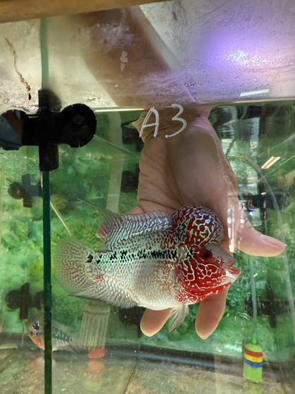 SRD ZZ Flowerhorn A3 SRD ZZ Flowerhorn A3