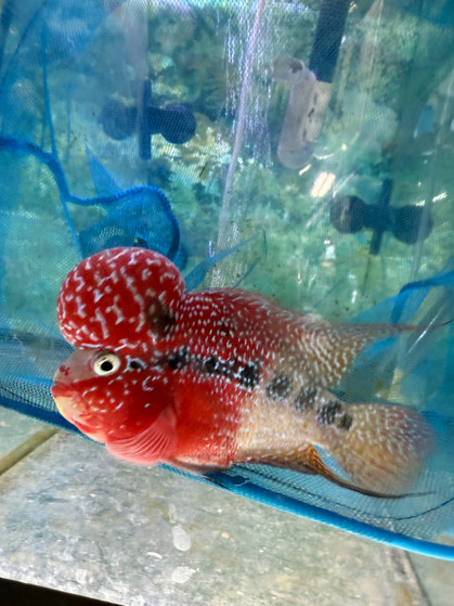 SRD ZZ Flowerhorn A6 SRD ZZ Flowerhorn A6