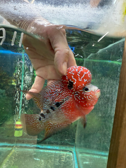 SRD ZZ Flowerhorn A11 SRD ZZ Flowerhorn A11