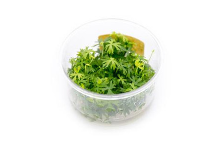 RANUNCULUS INUNDATUS TISSUE CULTURE