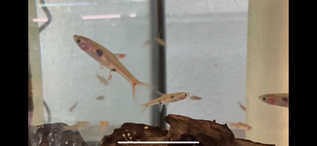Dwarf Rasbora (Boraras maculatus)