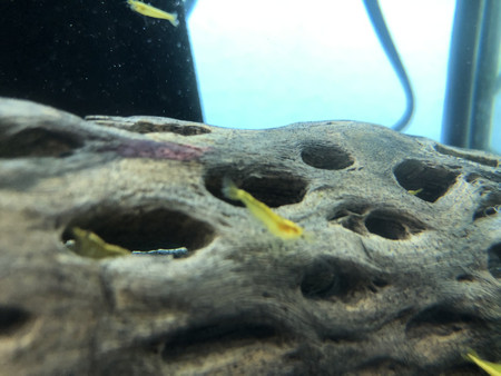 24K Golden Back Yellow Shrimp