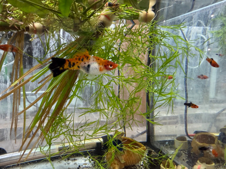 Kohaku Swordtail Livebearer (Xiphophorus hellerii)