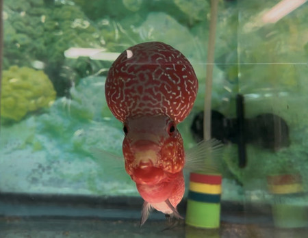 ZZ Large Quality Flowerhorn Male (AA1)