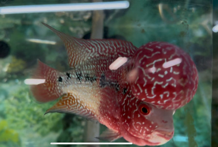 ZZ Large Quality Flowerhorn Male (AA2)