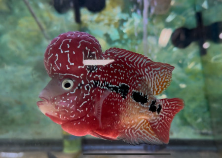 ZZ Large Quality Flowerhorn Male (AA5)
