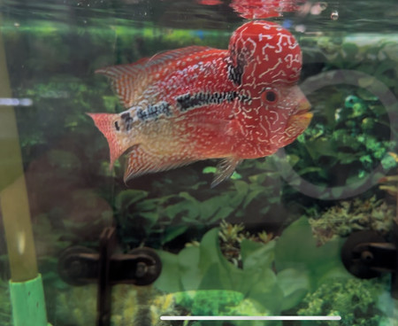 ZZ Large Quality Flowerhorn Male (AA8)