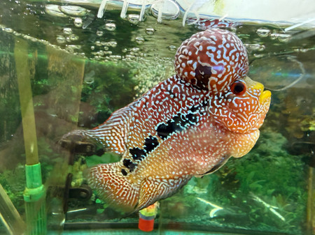 ZZ Large Quality Flowerhorn Male (AA8)