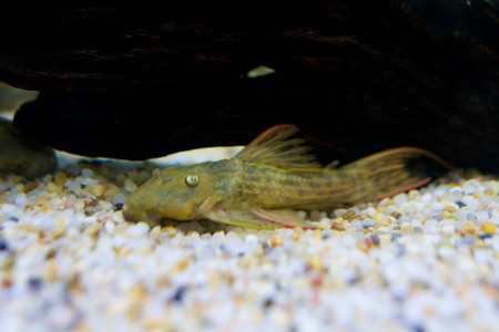 Freshwater Tropical Fish: L024 Red Fin Cactus Pleco