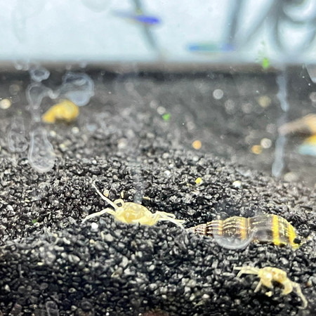 Thai Micro Spider Crab (Limnopilos naiyanetri)