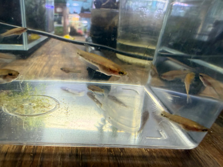 Juvenile Betta antuta (Betta sp. “Antuta/Bulungan”