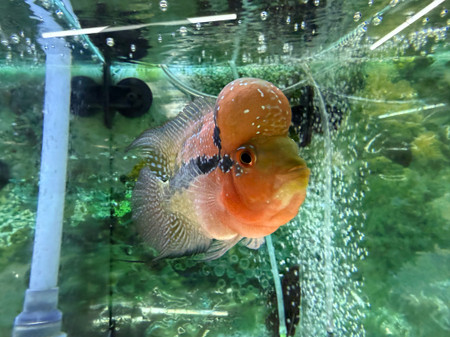SRD ZZ Flowerhorn - TT2
