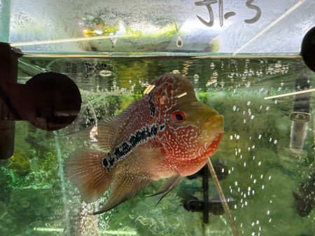 SRD ZZ Flowerhorn - TT3