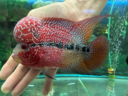 SRD ZZ Flowerhorn AA22
