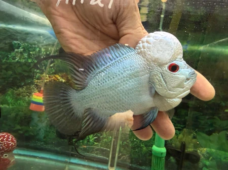 Thai Silk Flowerhorn AA21