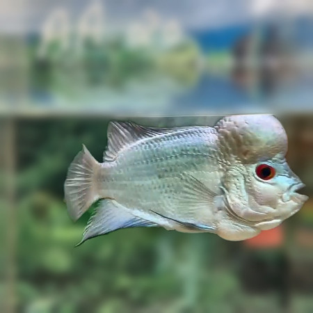 Thai Silk Flowerhorn AA20