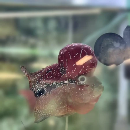SRD ZZ Flowerhorn AA24