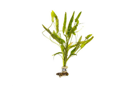 Aponogeton Natans - Lead Bunch