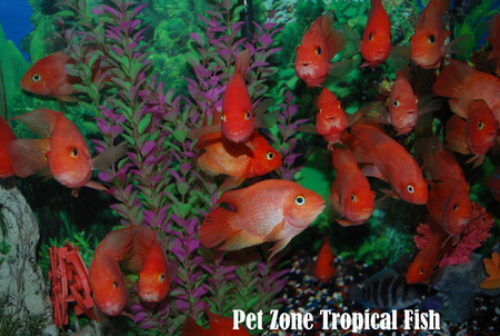 red parrot cichlid for sale