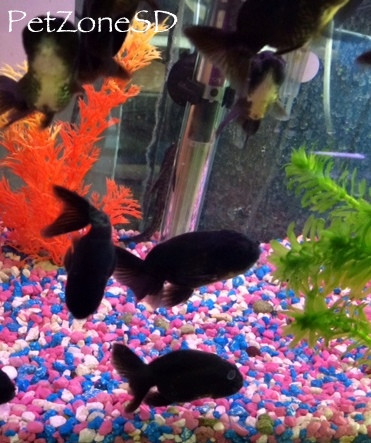 black ranchu goldfish