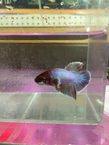 betta elephant ear