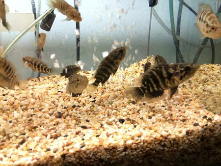 South American Cichlids: Jaguar Cichlid, Nandopsis managuense