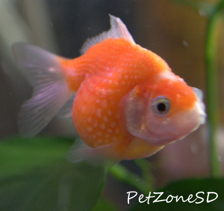 pearlscale goldfish for sale