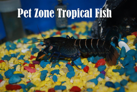 Freshwater Inverts: Cherax Sp. Blue Moon CrayFish For Sale