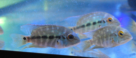 South American Cichlid: True Parrot Cichlid - Hoplarchus Psittacus