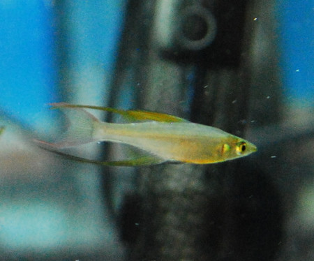 featherfin rainbowfish threadfin rainbow