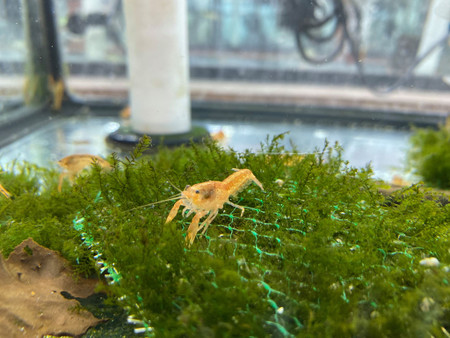 mini crayfish aquarium