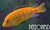 Electric Yellow Lab Cichlid - Large  Electric Yellow Lab Cichlid - Large