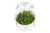 Tropica Bacopa Caroliniana 1-2-Grow! Tissue Culture Tropica Bacopa Caroliniana 1-2-Grow! Tissue Culture
