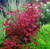 ADA TISSUE CULTURE - LUDWIGIA REPENS 'SUPER RED'  ADA TISSUE CULTURE - LUDWIGIA REPENS 'SUPER RED'
