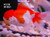 Oranda Goldfish, Assorted RED & WHITE