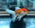 Oranda Goldfish, Assorted RED & WHITE