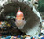 Golden Red Pearl Parrot Fish "Flowerhorn/Parrot Cross" Cichlid