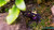 Purple Vampire Crab Purple Vampire Crab