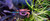 Disco Vampire Crab Disco Vampire Crab
