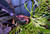 Disco Vampire Crab Disco Vampire Crab