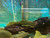 L200 Green Phantom Pleco, Large L200 Green Phantom Pleco, Large