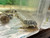 L127 Scribbled Pleco L127 Scribbled Pleco