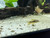 Gold Laser Cory Cat (CW010) Gold Laser Cory Cat (CW010)