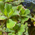 WATER LETTUCE (PISTA STRATIOTES)