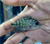 Kamfa Flowerhorn Fry  Kamfa Flowerhorn Fry